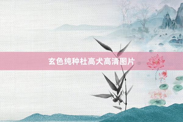 玄色纯种杜高犬高清图片